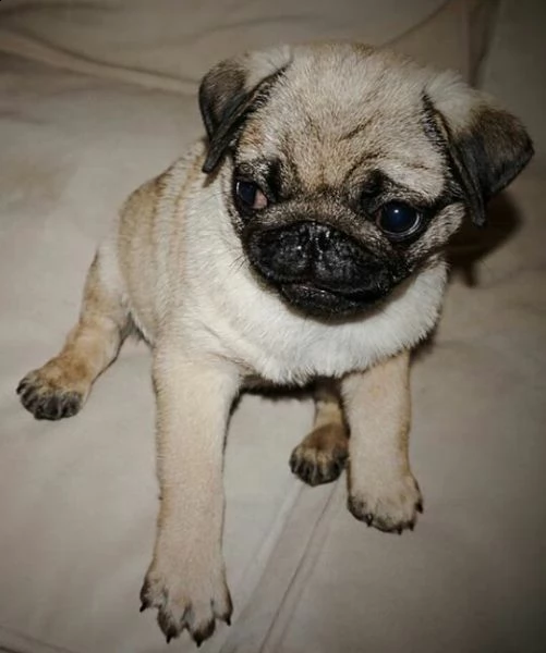 ,::::regalo cucciolo calino da volontario*