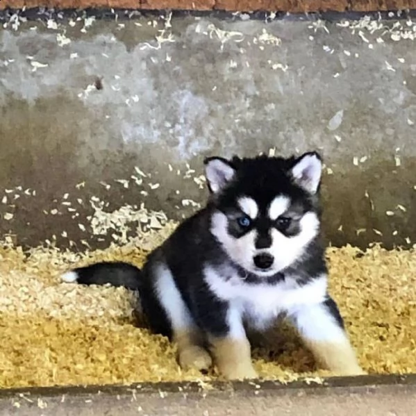 simpatici cuccioli husky di 90 giorni disponibili e pronti per l'adozione stanno bene con i bambini 