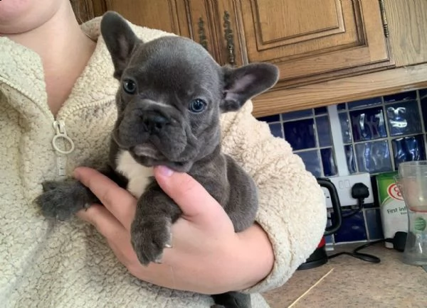 bulldog francese
