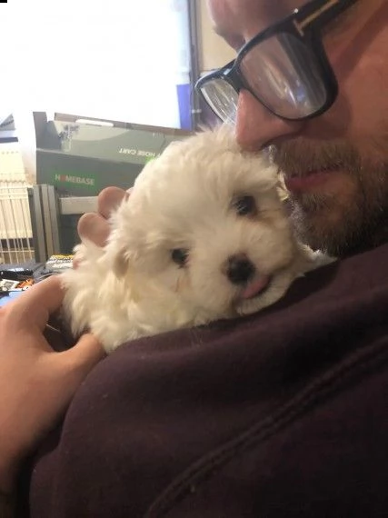 disponibili maltesi maschili e femminili