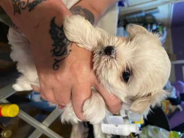 disponibili maltesi maschili e femminili | Foto 1