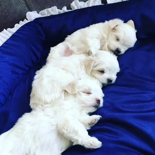 adorabili cuccioli maltesi