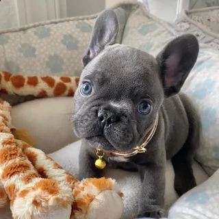 vendita cucciolo bouledogue francese blue | Foto 4