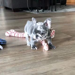 vendita cucciolo bouledogue francese blue | Foto 2