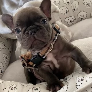 vendita cucciolo bouledogue francese blue | Foto 1