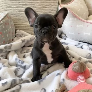 vendita cucciolo bouledogue francese blue | Foto 0