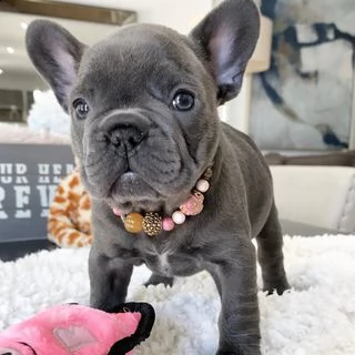 vendita cucciolo bouledogue francese blue