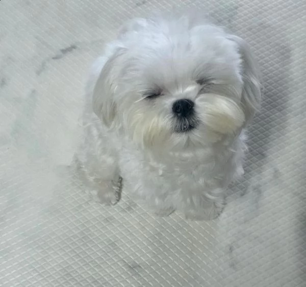 vendita cucciolo di maltese | Foto 4