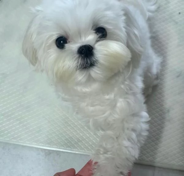 vendita cucciolo di maltese | Foto 3