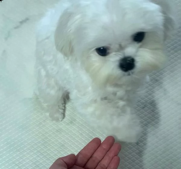 vendita cucciolo di maltese | Foto 2