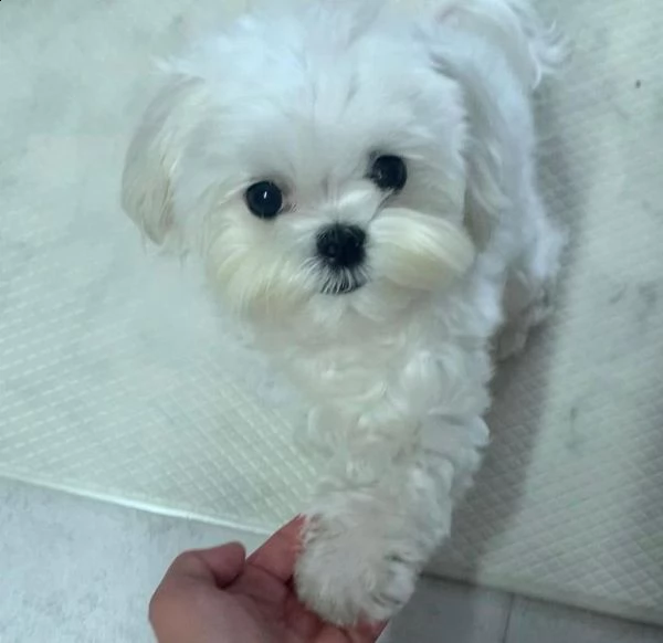 vendita cucciolo di maltese | Foto 1