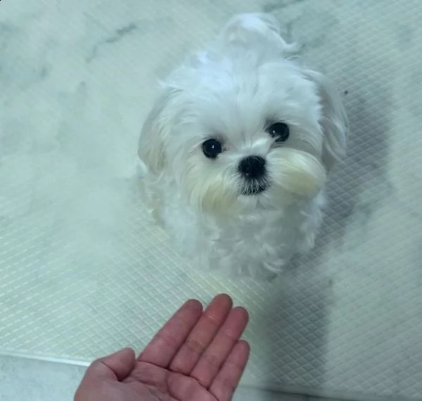 vendita cucciolo di maltese | Foto 0