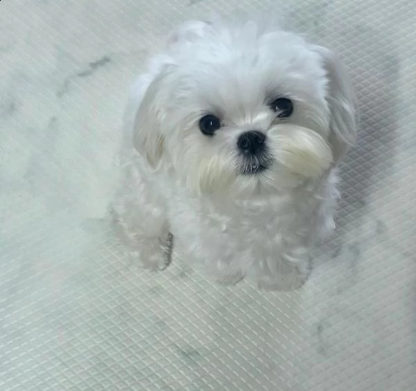 vendita cucciolo di maltese