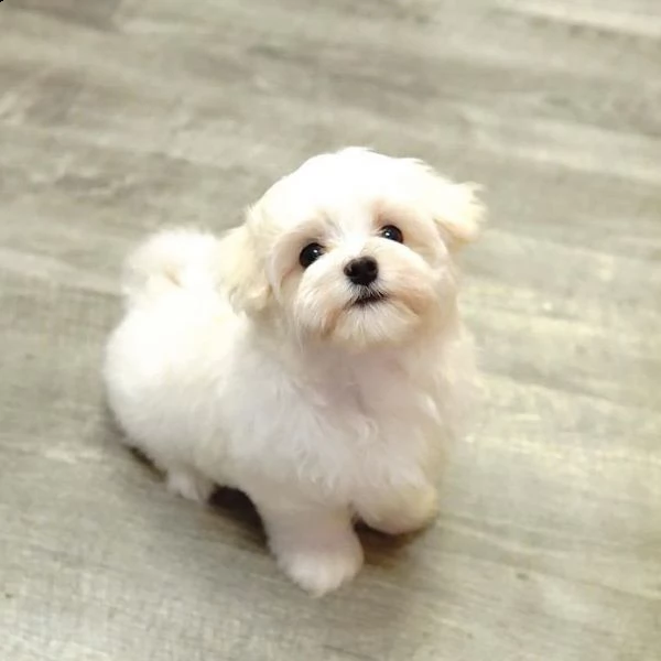 adorabili cuccioli maltesi eccezionali