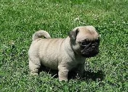 vendita cucciolo cuccioli di carlino 