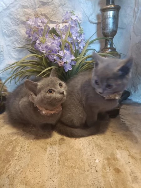 Certosini meravigliosi cuccioli in vendita | Foto 6