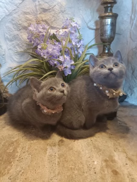 Certosini meravigliosi cuccioli in vendita | Foto 2