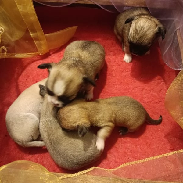 Chihuahua  meravigliosi cuccioli in vendita | Foto 1
