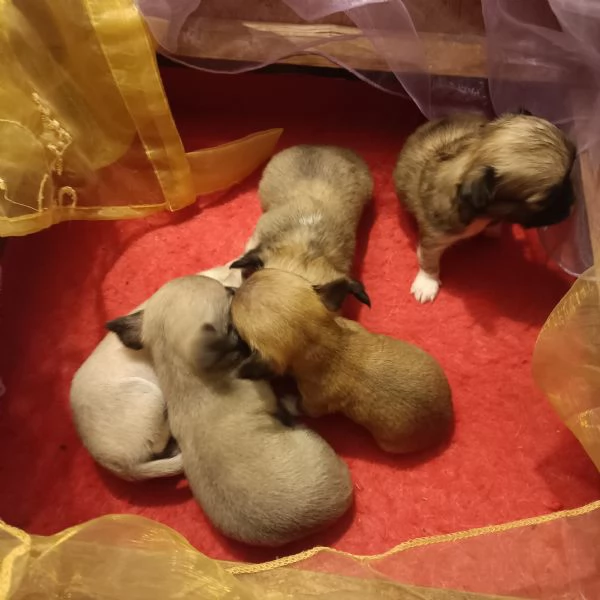 Chihuahua  meravigliosi cuccioli in vendita | Foto 0