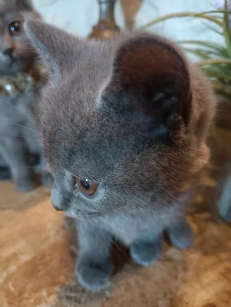 Certosini meravigliosi cuccioli vendo | Foto 1