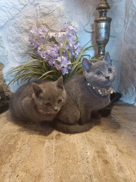 Certosini meravigliosi cuccioli vendo | Foto 0