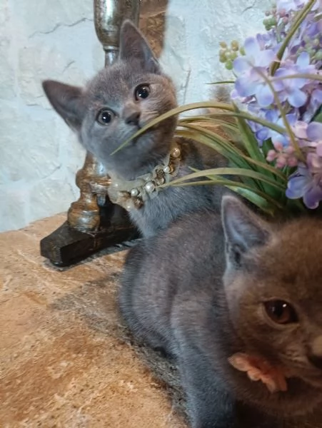 Certosini meravigliosi cuccioli vendo