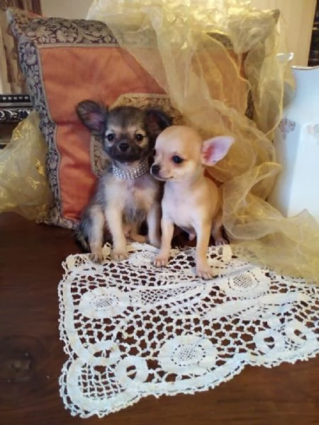 Chihuahua meravigliosi cuccioli vendo | Foto 0