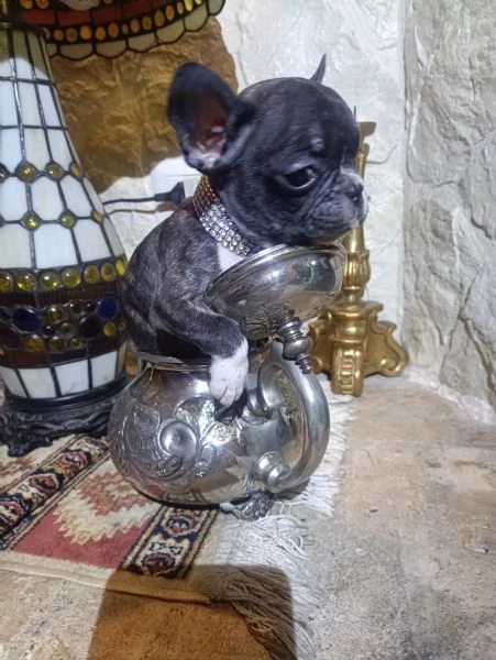 Bouledogue Francese cucciolo in vendita | Foto 3