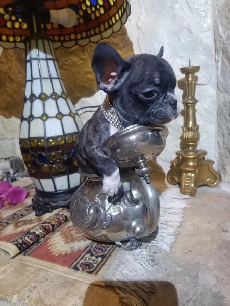 Bouledogue Francese cucciolo in vendita | Foto 2