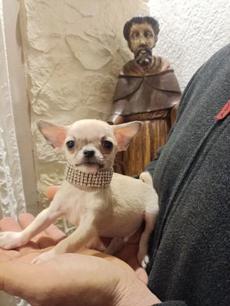 Chihuahua meravigliosi cuccioli in vendita | Foto 3