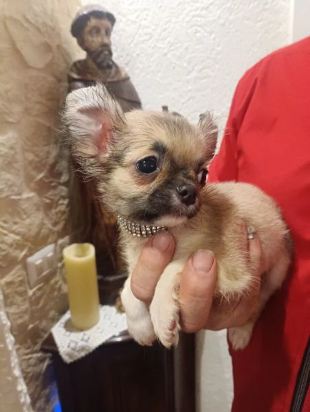 Chihuahua meravigliosi cuccioli in vendita