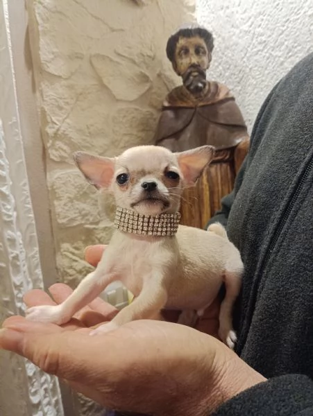 Chihuahua meravigliosi cuccioli in vendita | Foto 0