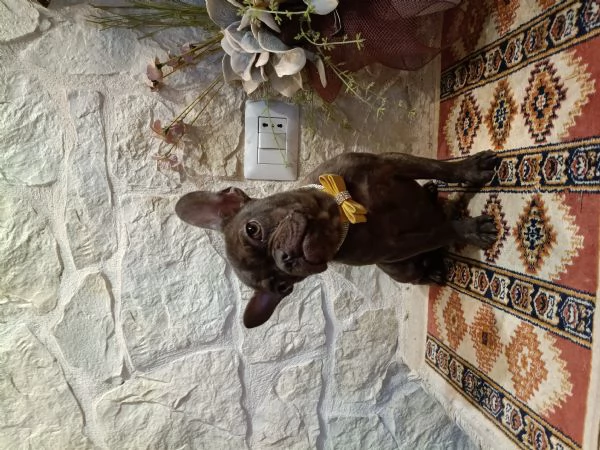 Bouledogue Francese cucciolo disponibile  | Foto 1