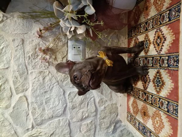 Bouledogue Francese cucciolo disponibile 