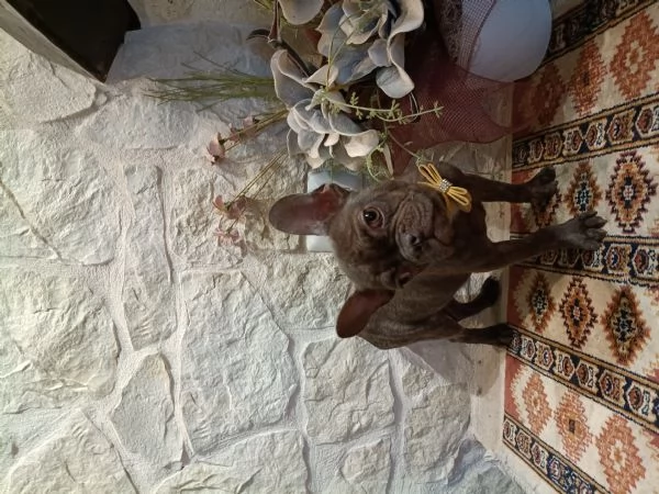 Bouledogue Francese cucciolo disponibile  | Foto 0