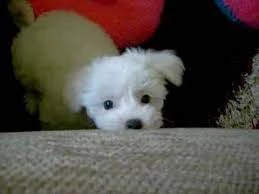 bellissimo bichon maltese | Foto 0