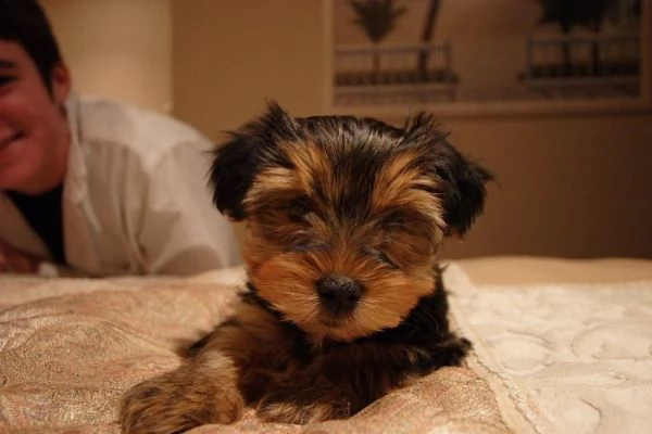 cuccioli di yorkshire toy maschio e femmina