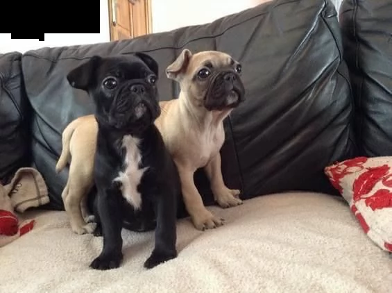 abbiamo cuccioli di carlino liberi maschi e femmine disponibili