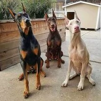 abbiamo cuccioli di pug maschi e femmine liberi disponibili