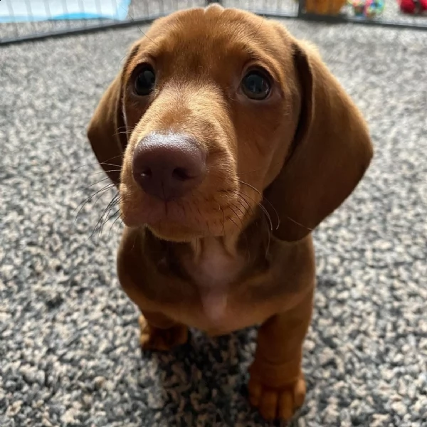 regalo cuccioli bassotto