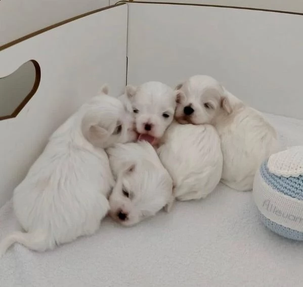 regalo cucciolo cuccioli di maltese