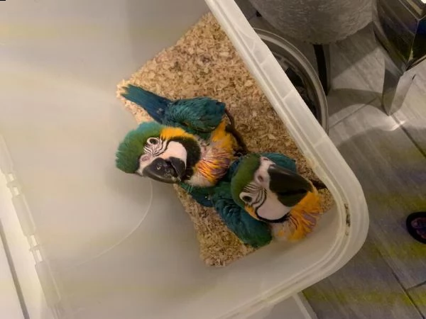 pappagallo ara blu e oro molto docile