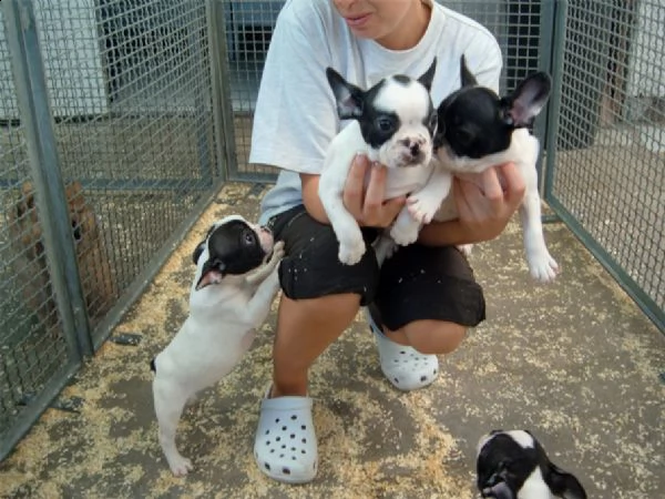 regalo....cucciolata di bouledogue francese