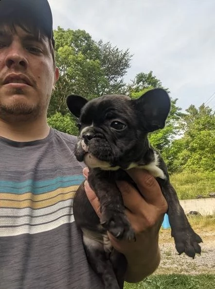 cuccioli bulldog francese - pedigree enci