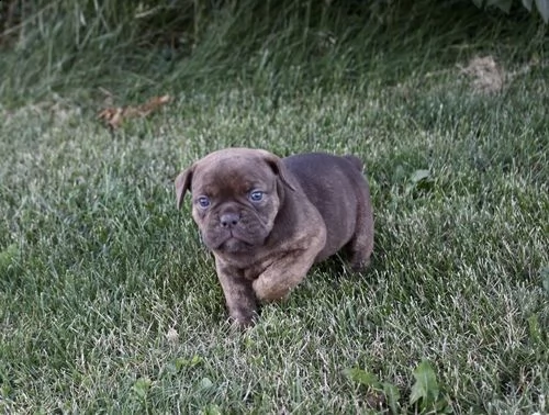 bouledogue francese cuccioli