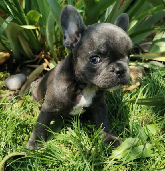 bulldog bouledogue francese pedigree