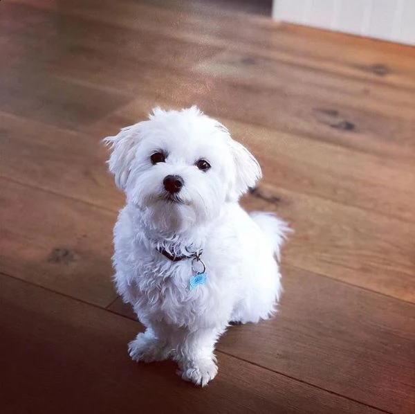 adorabile e dolcissimo cucciolo di maltese