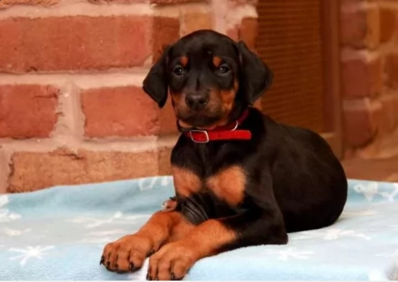 cucciolata di dobermann maschi femmine