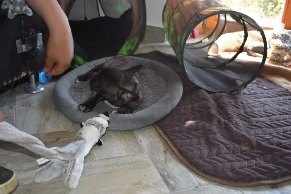 cuccioli di bulldog francese maschi e femmine  | Foto 0