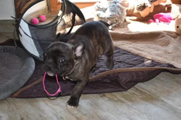 cuccioli di bulldog francese maschi e femmine 